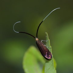 Adela caeruleella