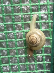 Bradybaena similaris