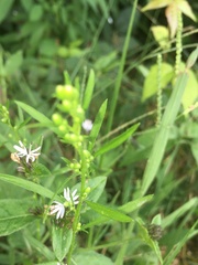 Elephantopus carolinianus