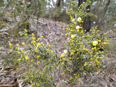 Acacia paradoxa