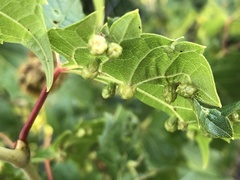 Daktulosphaira vitifoliae