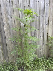 Ambrosia artemisiifolia