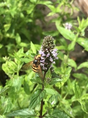 Volucella inanis