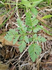 Sceptridium multifidum