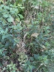 Sorghum halepense