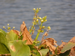 Sagittaria montevidensis