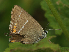 Satyrium spini