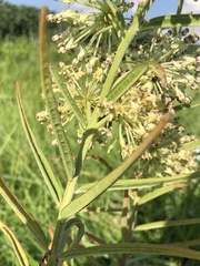Asclepias hirtella