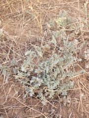 Bassia prostrata