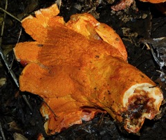 Hypomyces lactifluorum