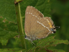Satyrium spini