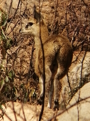 Oreotragus oreotragus transvaalensis