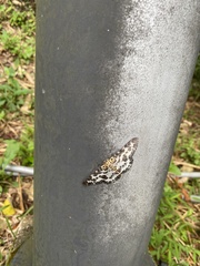 Pogonopygia nigralbata