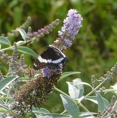Limenitis arthemis arthemis