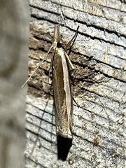 Crambus leachellus