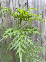 Ambrosia artemisiifolia