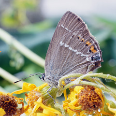 Satyrium spini