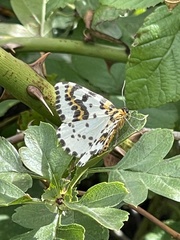 Abraxas grossulariata