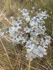 Eryngium maritimum