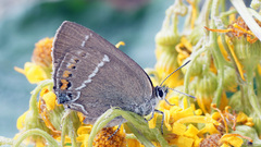 Satyrium spini