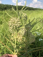 Asclepias hirtella