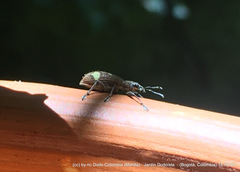 Mimographus