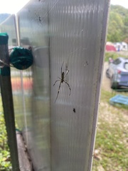 Trichonephila clavata