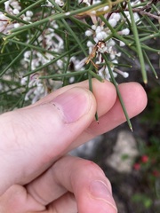 Hakea trifurcata