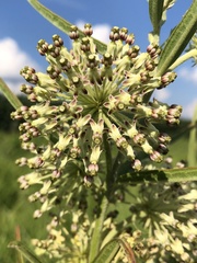 Asclepias hirtella
