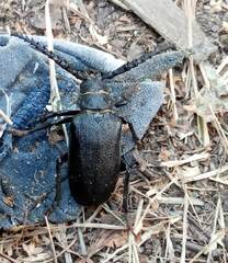 Prionus coriarius