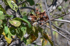 Cordia glabrata