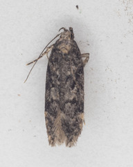 Chionodes formosella