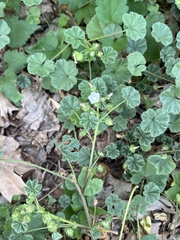 Malva neglecta