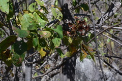 Cordia glabrata