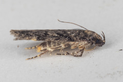 Chionodes formosella