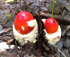 Amanita jacksonii