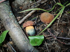 Neoboletus luridiformis