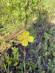Ludwigia virgata