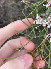 Hakea trifurcata