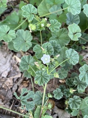 Malva neglecta