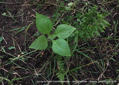 Smallanthus pyramidalis