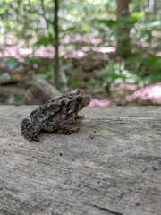 Anaxyrus americanus