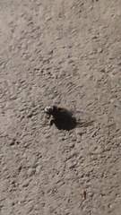 Cryptotympana atrata