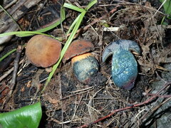 Neoboletus luridiformis