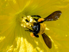 Bombus sonorus