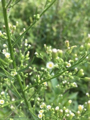 Erigeron canadensis