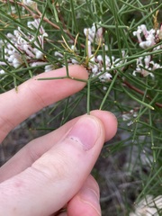 Hakea trifurcata