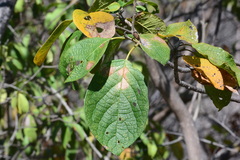 Cordia glabrata