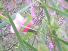 Hibiscus laevis