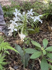 Calanthe triplicata